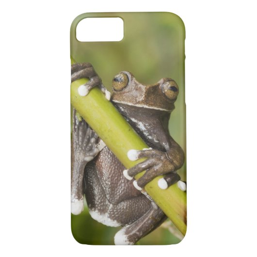 Captive Tapichalaca Tree Frog Hyloscirtus Case-Mate iPhone Case (Achterkant)