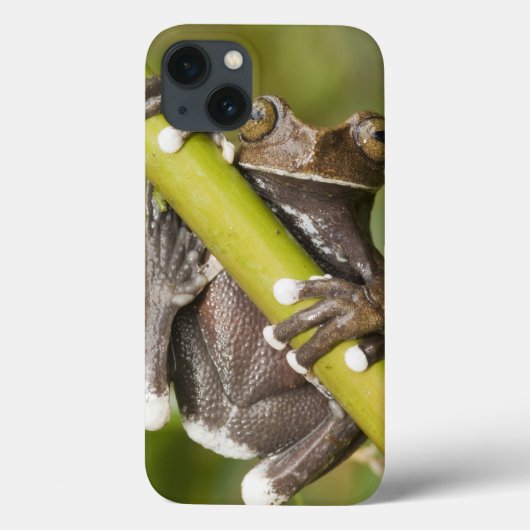Captive Tapichalaca Tree Frog Hyloscirtus Case-Mate iPhone Case (Achterkant)