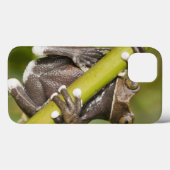 Captive Tapichalaca Tree Frog Hyloscirtus Case-Mate iPhone Case (Achterkant (horizontaal))