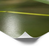 Captive Tapichalaca Tree Frog Hyloscirtus Foto Afdruk (Hoek)