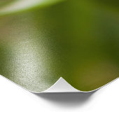 Captive Tapichalaca Tree Frog Hyloscirtus Foto Afdruk (Hoek)