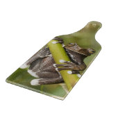 Captive Tapichalaca Tree Frog Hyloscirtus Snijplank (Hoek)