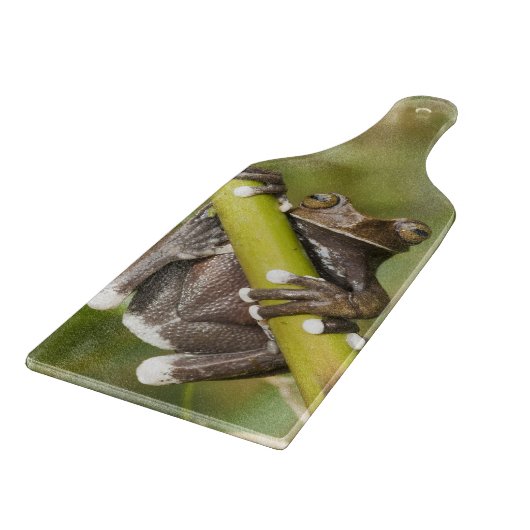 Captive Tapichalaca Tree Frog Hyloscirtus Snijplank (Hoek)