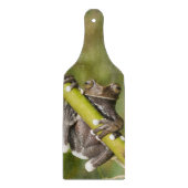 Captive Tapichalaca Tree Frog Hyloscirtus Snijplank (Voorkant)