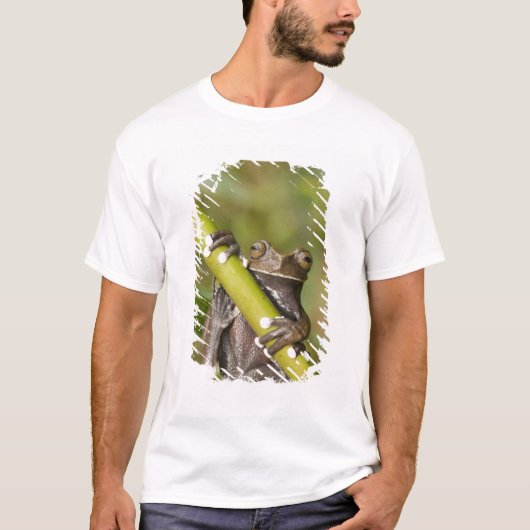 Captive Tapichalaca Tree Frog Hyloscirtus T-shirt (Voorkant)