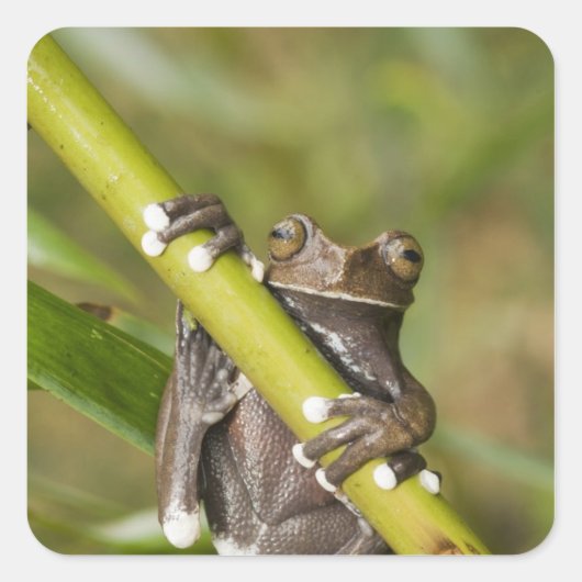 Captive Tapichalaca Tree Frog Hyloscirtus Vierkante Sticker (Voorkant)
