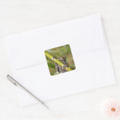 Captive Tapichalaca Tree Frog Hyloscirtus Vierkante Sticker (Envelop)