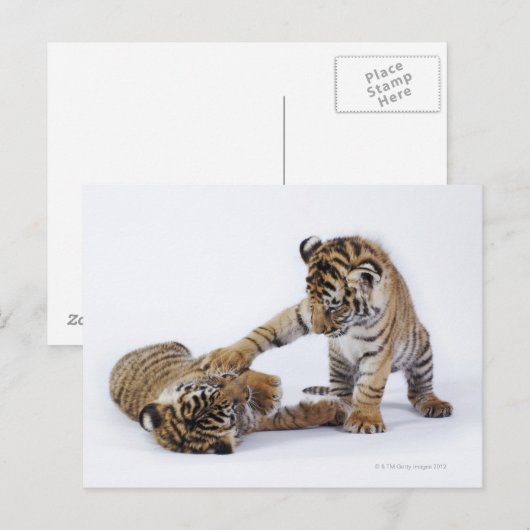 Captive, Zuid-Afrika Briefkaart (Voorkant / Achterkant)