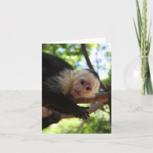 Capuchin Aap Notecard Kaart (Voorkant)