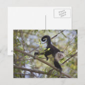 Capuchin, Guanacaste, Costa Rica Briefkaart (Voorkant / Achterkant)