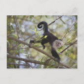 Capuchin, Guanacaste, Costa Rica Briefkaart (Voorkant)