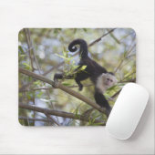 Capuchin, Guanacaste, Costa Rica Muismat (Met muis)