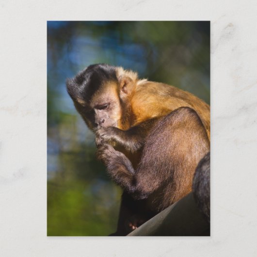 Capuchin Monkey Briefkaart (Voorkant)