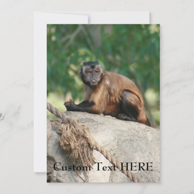 Capuchin Monkey Cute, maar Cranky (Voorkant)