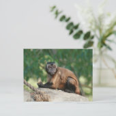 Capuchin Monkey Cute, maar Cranky Briefkaart (Staand voorkant)