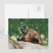 Capuchin Monkey Cute, maar Cranky Briefkaart (Voorkant / Achterkant)