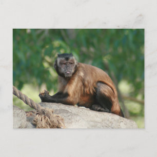 Capuchin Monkey Cute, maar Cranky Briefkaart