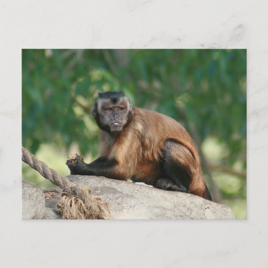 Capuchin Monkey Cute, maar Cranky Briefkaart (Voorkant)