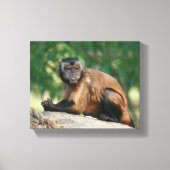Capuchin Monkey Cute, maar Cranky Canvas Afdruk (Voorkant)