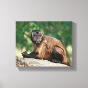 Capuchin Monkey Cute, maar Cranky Canvas Afdruk