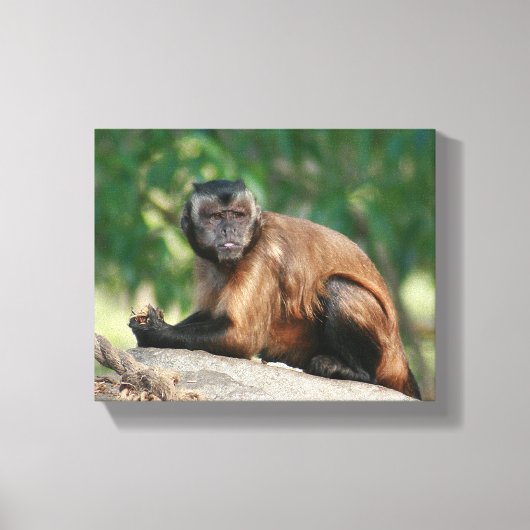Capuchin Monkey Cute, maar Cranky Canvas Afdruk (Voorkant)