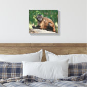 Capuchin Monkey Cute, maar Cranky Canvas Afdruk (Insitu (Slaapkamer))