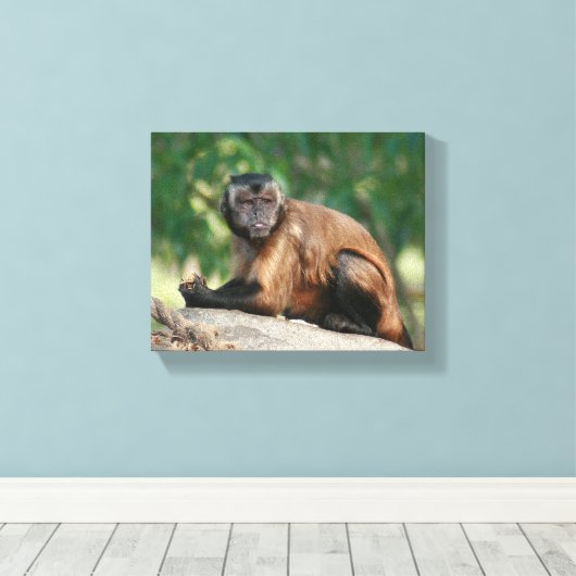 Capuchin Monkey Cute, maar Cranky Canvas Afdruk (Insitu (Houten vloer))
