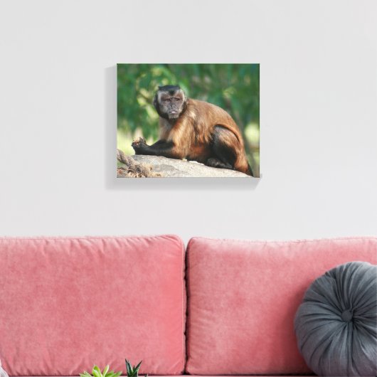 Capuchin Monkey Cute, maar Cranky Canvas Afdruk (Insitu (Woonkamer))