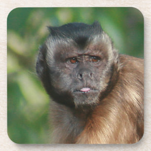 Capuchin Monkey Cute, maar Cranky Drankjes Onderzetter