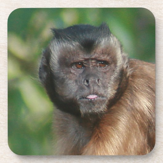 Capuchin Monkey Cute, maar Cranky Drankjes Onderzetter (Voorkant)