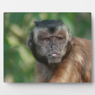 Capuchin Monkey Cute, maar Cranky Fotoplaat