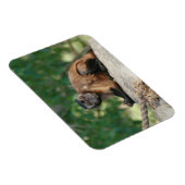 Capuchin Monkey Cute, maar Cranky Magneet (Rechterzijde)