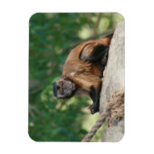 Capuchin Monkey Cute, maar Cranky Magneet (Verticaal)