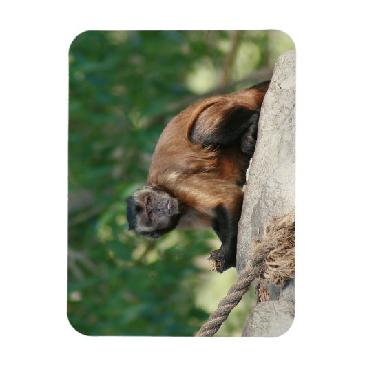 Capuchin Monkey Cute, maar Cranky Magneet (Verticaal)