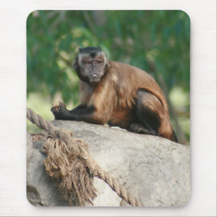 Capuchin Monkey Cute, maar Cranky Muismat