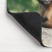 Capuchin Monkey Cute, maar Cranky Muismat (Hoek)