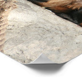 Capuchin Monkey Cute, maar Cranky Poster (Hoek)