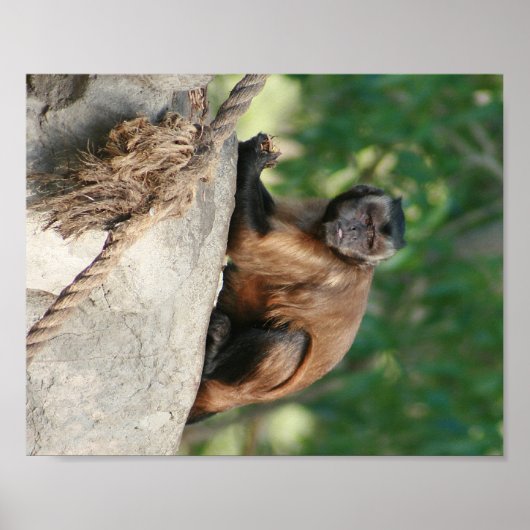 Capuchin Monkey Cute, maar Cranky Poster (Voorkant)