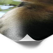 Capuchin Monkey Foto Afdruk (Hoek)