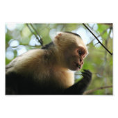 Capuchin Monkey Foto Afdruk (Voorkant)