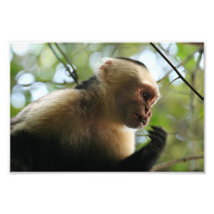 Capuchin Monkey Foto Afdruk