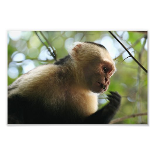 Capuchin Monkey Foto Afdruk (Voorkant)