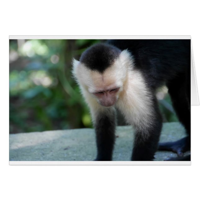 Capuchin Monkey.JPG (Voorkant Horizontaal)
