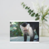 Capuchin Monkey.JPG Briefkaart (Staand voorkant)