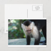 Capuchin Monkey.JPG Briefkaart (Voorkant / Achterkant)