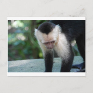 Capuchin Monkey.JPG Briefkaart