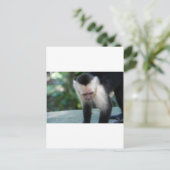 Capuchin Monkey.JPG Briefkaart (Staand voorkant)