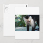Capuchin Monkey.JPG Briefkaart (Voorkant / Achterkant)