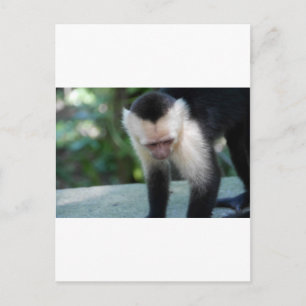 Capuchin Monkey.JPG Briefkaart