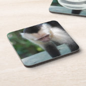 Capuchin Monkey.JPG Drankjes Onderzetter (Linkerzijde)